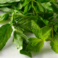 Photo of herbs